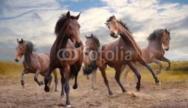 Naklejki herd of horses