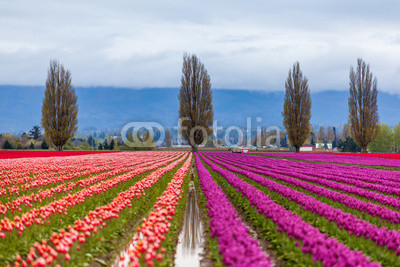 beautiful orange and purple tulip field