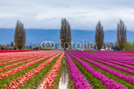 Fototapety beautiful orange and purple tulip field