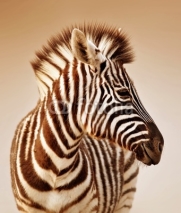 Obrazy i plakaty Zebra portrait