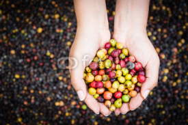 Naklejki coffee beans in hands