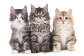 Fototapety Drei norwegische Waldkatzen nebeneinander - three kitten