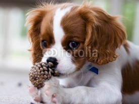Naklejki Cavalier King Charles Spaniel Puppy