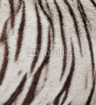 Naklejki white bengal tiger fur