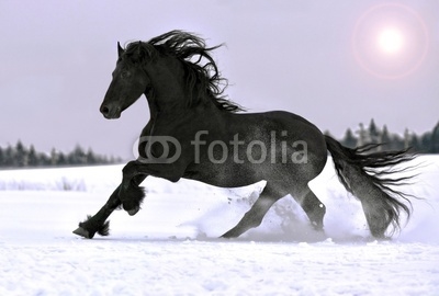 Friesian stallion gallop in winter