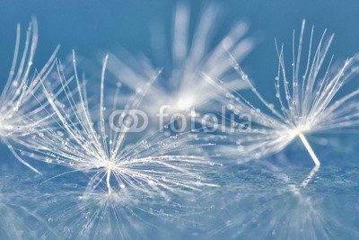 dandelion seed with drops
