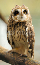 Naklejki Young owl