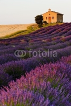 Obrazy i plakaty chapel with lavender and grain fields, Plateau de Valensole, Pro