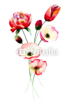 Naklejki Poppy and Tulips flowers
