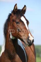 Fototapety Portrait of beautiful young paint horse mare