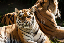 Naklejki Sibirischer Tiger (Panthera tigris altaica)
