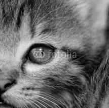 Fototapety Tabby kitten