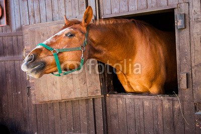red horse in  wooden stall