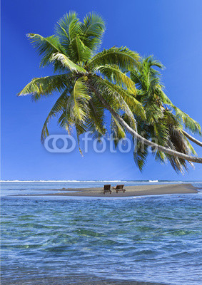 cocotiers penchés sur îlot de sable