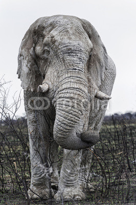 Alter weißer Elefant im Etosha Park, Namibia