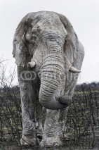 Fototapety Alter weißer Elefant im Etosha Park, Namibia