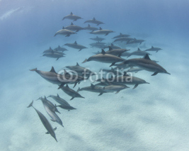 Fototapety Pod of spinner dolphins in a sandy lagoon