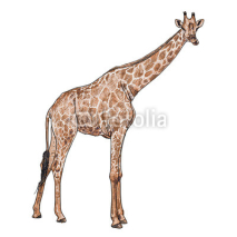 Fototapety The vector of giraffe in chewing  posture