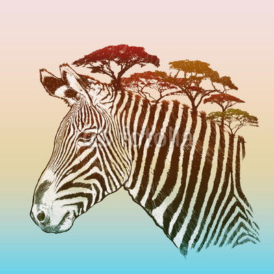 Evening savanna zebra