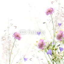Fototapety Flower frame - spring or summer background