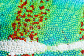 Fototapety peau de caméléon, chameleo pardalis