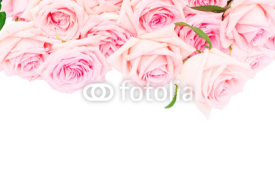 Pale pink blooming fresh blooming roses border isolated on white background