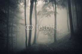 Naklejki silhouette of trees in a forest with fog