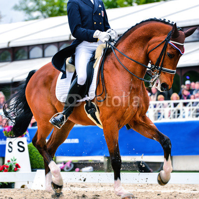 dressage horse and rider - collected trot