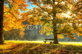 Beautiful autumn tree with fallen dry leaves