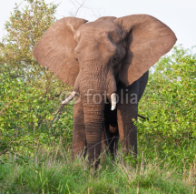 Naklejki Elephant bull eating green leaves