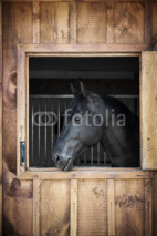 Naklejki Horse in stable