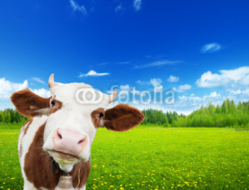 Naklejki cow and field of fresh grass