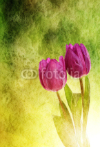 Naklejki Tulip flowers