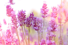 Fototapety Beautiful lavender