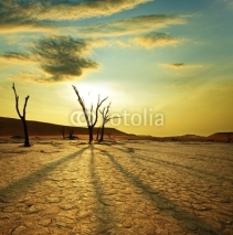 Naklejki Namib