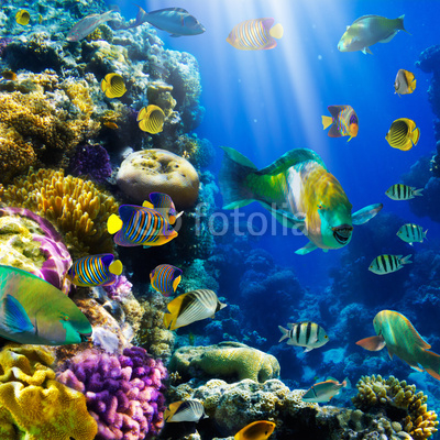 Coral colony and coral fish