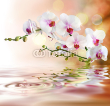 Naklejki white orchids on water with drop