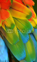 Fototapety Macaw Feathers (Rainbow)