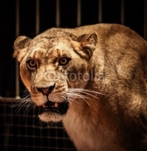 Naklejki Close-up shot of lioness