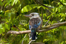 Naklejki Blue-winged Kookaburra