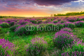 Naklejki Sunset over a summer lavender field in Tihany, Hungary