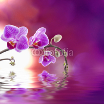 Naklejki orquidea lila con reflejo en el agua