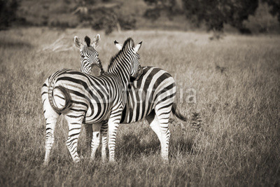Two zebras black and white, South Africa