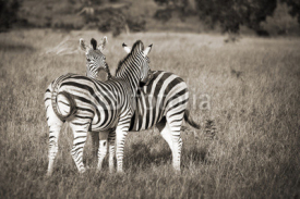 Naklejki Two zebras black and white, South Africa