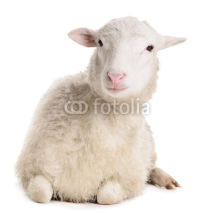 Naklejki sheep isolated on white