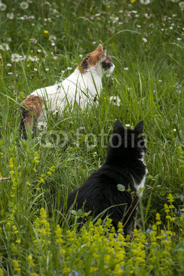 Two cats on rural spring meadow in sunny day
