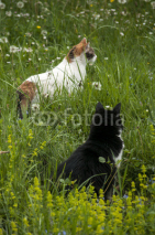 Naklejki Two cats on rural spring meadow in sunny day