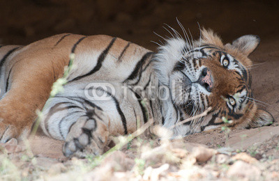 closeup of an Bengal tiger in a cave looking at camera