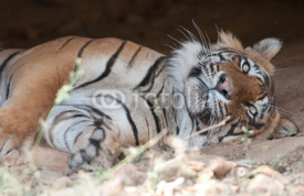 Naklejki closeup of an Bengal tiger in a cave looking at camera