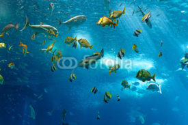 Fototapety Colorful fishes